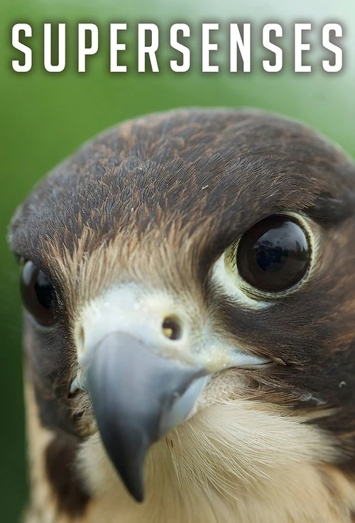 Supersenses